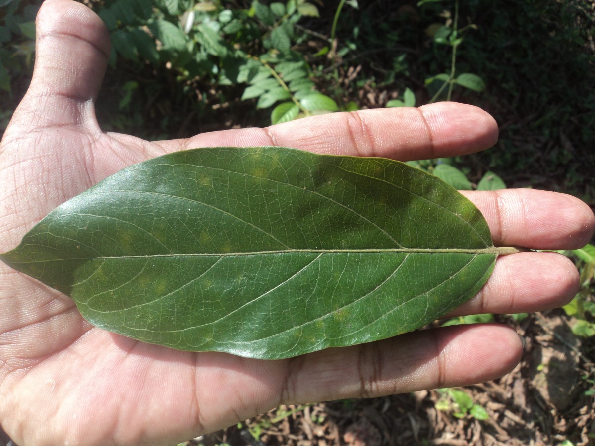 Alangium salviifolium (L.f.) Wangerin